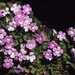 Primula gracilipes - Photo no hay derechos reservados, uploaded by Simon Tonge