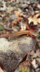 Plethodon websteri