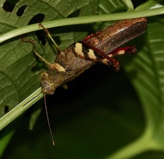 Apalacris varicornis