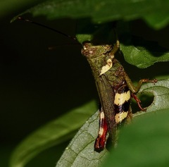 Apalacris varicornis