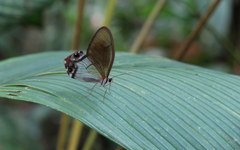Haetera macleannania