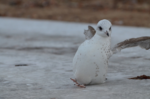 Common Gull / Mew Gull｜普通海鸥 参考照片