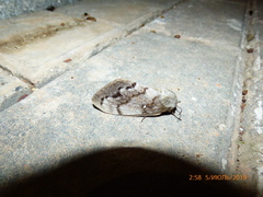 Dendrolimus pini