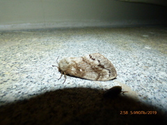 Dendrolimus pini