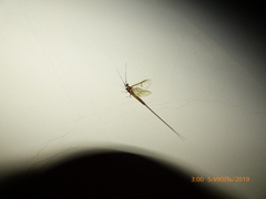 Ephemeroptera