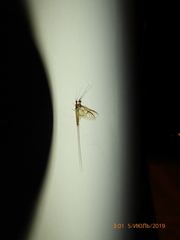 Ephemeroptera