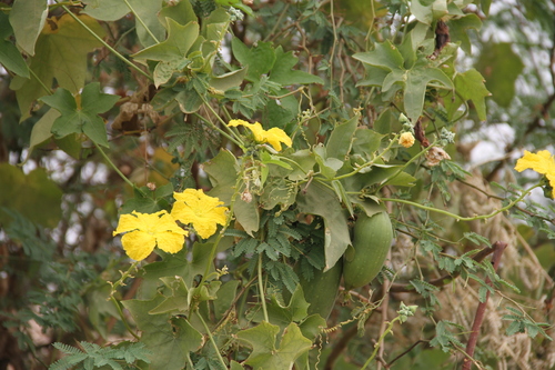 Sponge Gourd