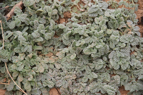 Coldenia procumbens