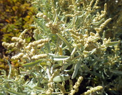 Atriplex paludosa
