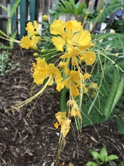 Caesalpinia pulcherrima flava