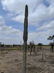 Cereus repandus