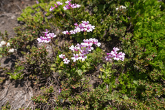 Ourisia alpina