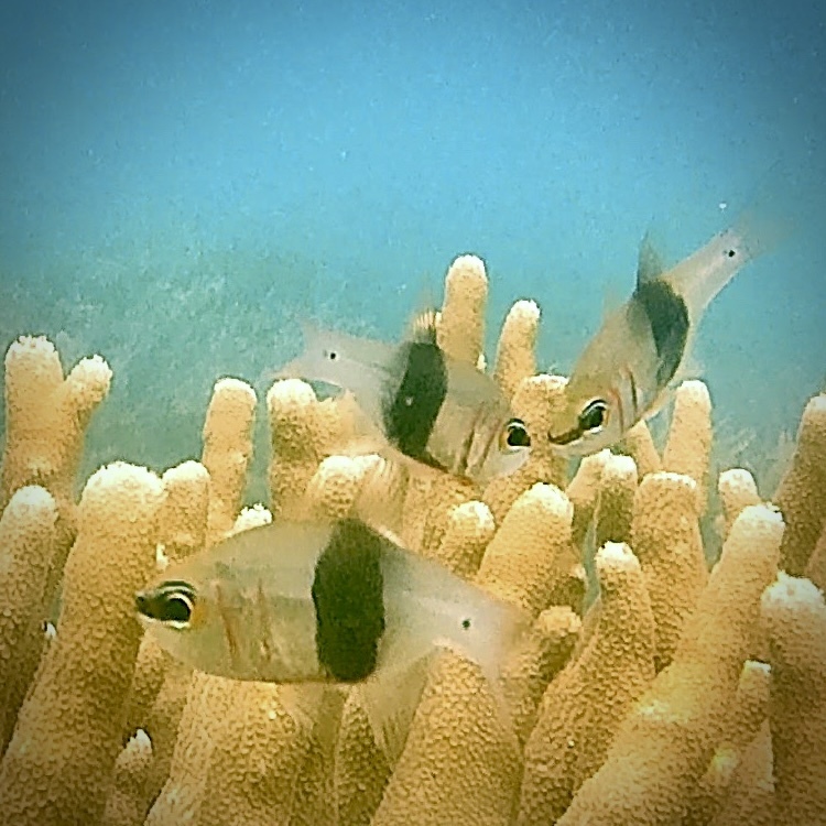 Blackbelted cardinalfish (Taeniamia zosterophora) — Apogonidae
