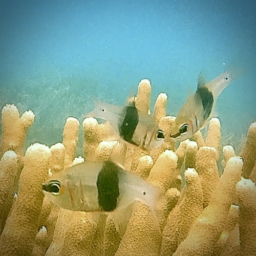 Blackbelted cardinalfish (Taeniamia zosterophora) — Apogonidae