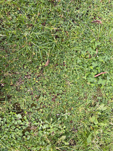 Hydrocotyle bonplandii, photograph 5