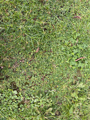 Hydrocotyle bonplandii, photograph (c) Chase Mathey, some rights reserved (CC BY)