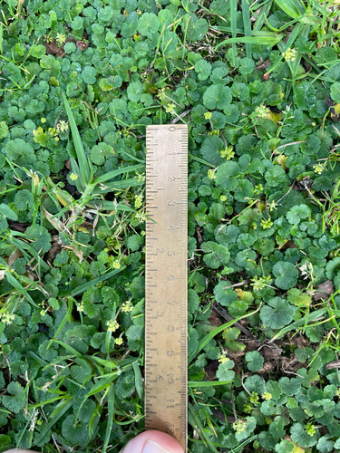 Hydrocotyle bonplandii, photograph 6