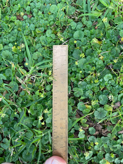Hydrocotyle bonplandii, photograph (c) Chase Mathey, some rights reserved (CC BY)