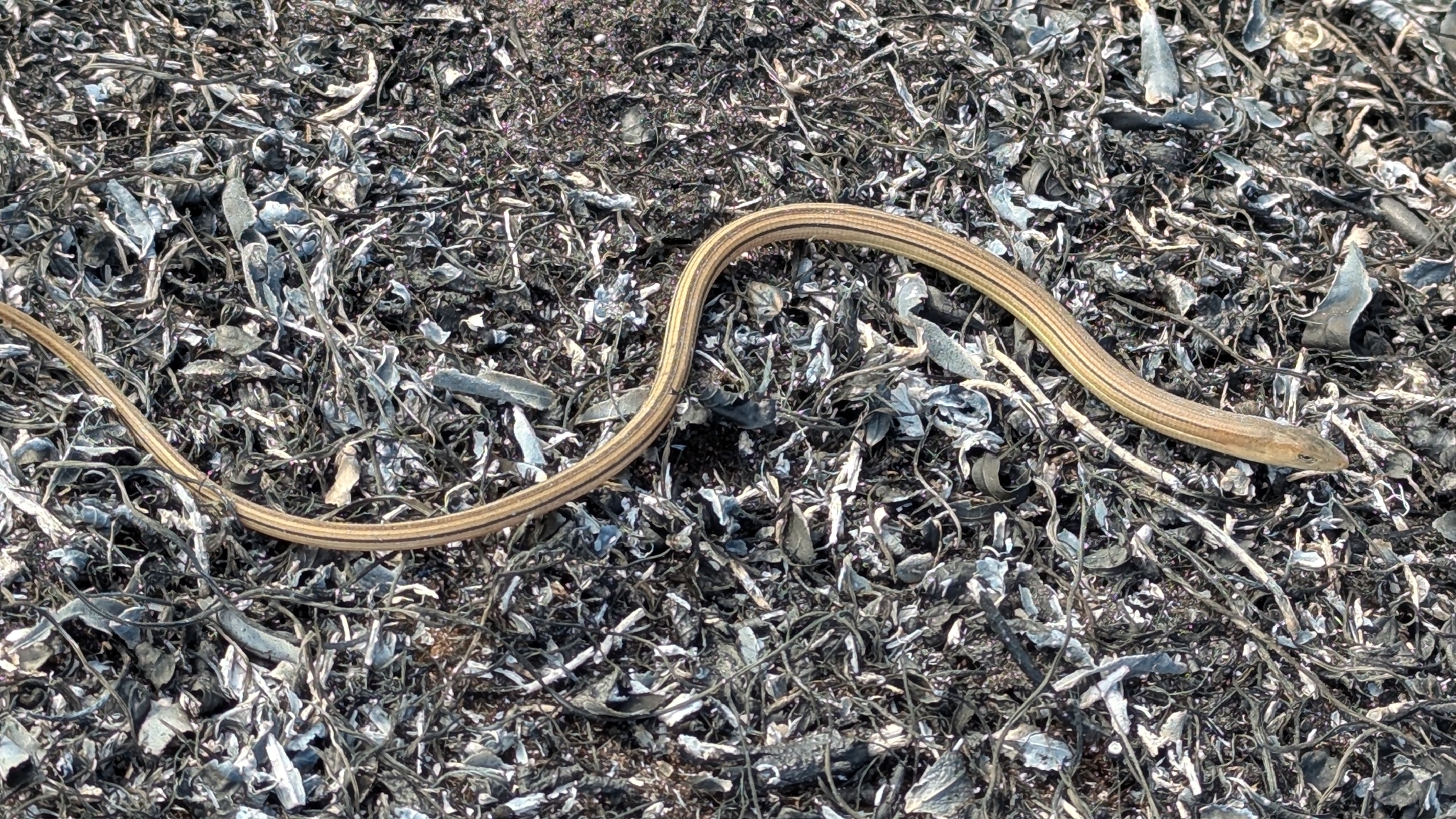Ophisaurus compressus Cope, 1900