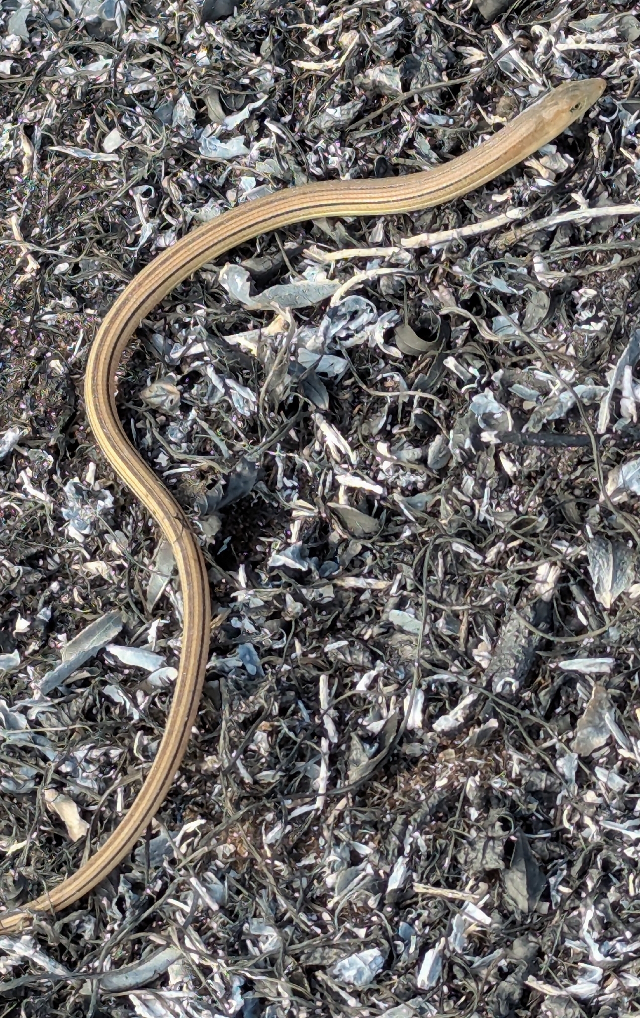 Ophisaurus compressus Cope, 1900