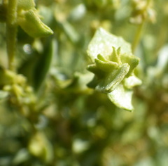 Atriplex paludosa