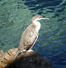 Gulosus aristotelis desmarestii