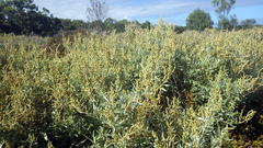 Atriplex paludosa
