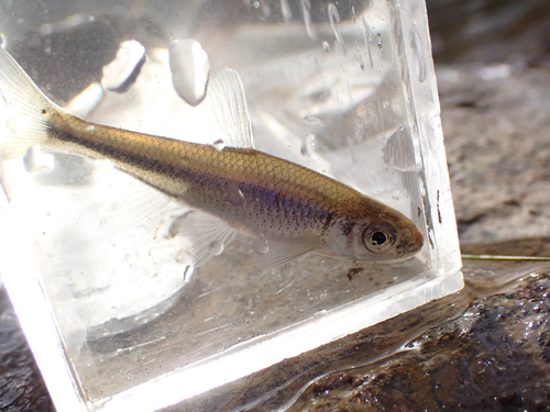 White shiner (Luxilus albeolus) — Cyprinidae — 4