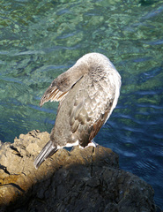 Gulosus aristotelis desmarestii