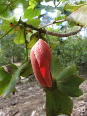 Kokia drynarioides