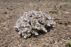Horned Violet (Viola cotyledon)