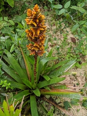 Cipuropsis hospitalis