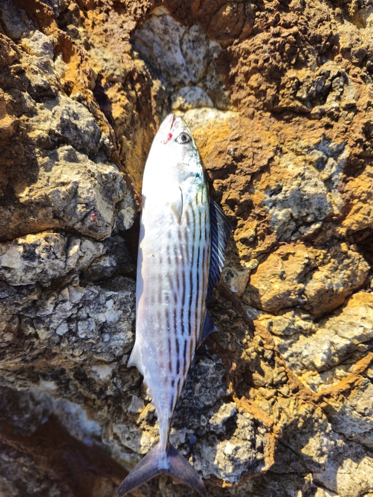Australian bonito (Sarda australis) — Scombridae