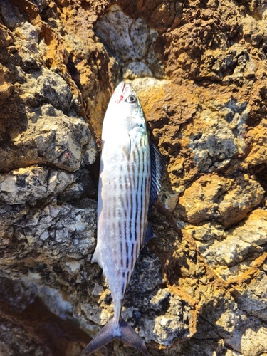 Australian bonito (Sarda australis) — Scombridae