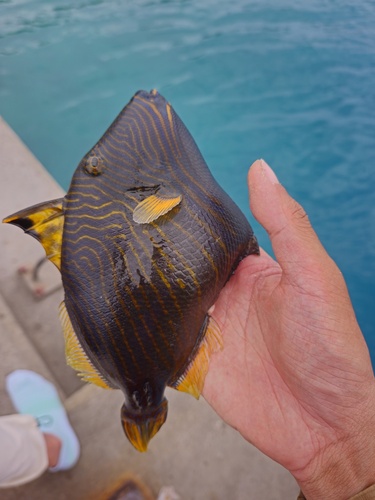 Photo of Orange-lined triggerfish (Balistapus undulatus)
