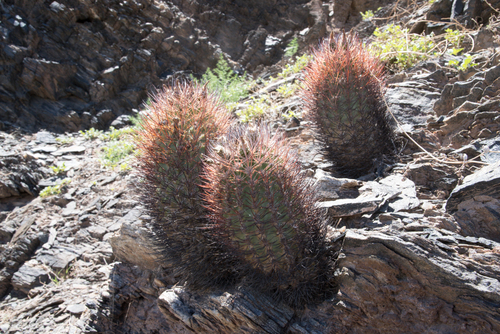 Eriosyce strausiana