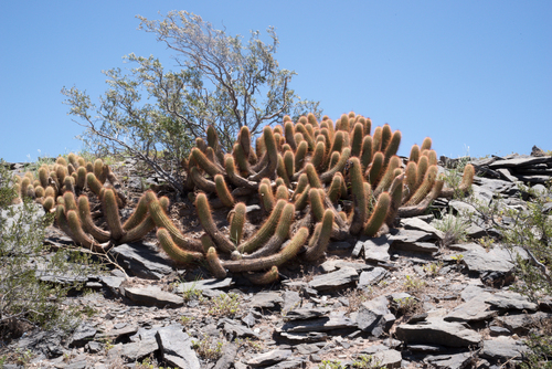 Trichocereus strigosus