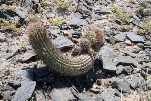 Echinopsis leucantha