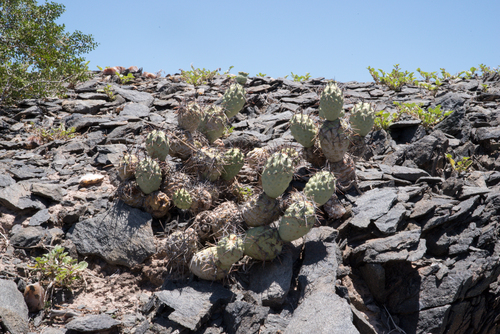 Tephrocactus aoracanthus