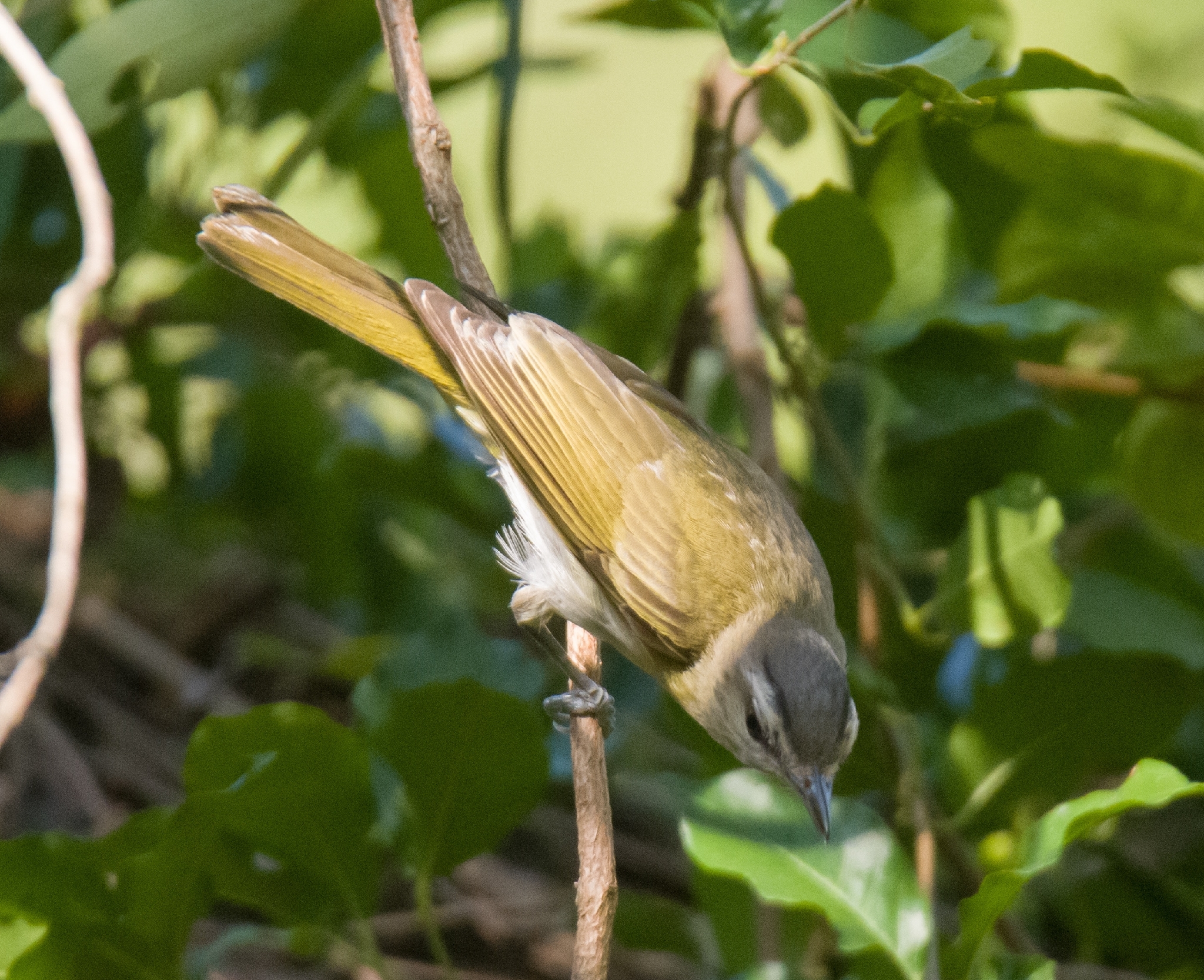 Red-eyed Vireo (Vireo olivaceus), photo 3