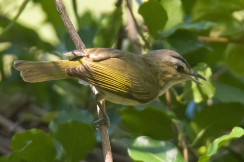 Red-eyed Vireo (Vireo olivaceus), photo 4