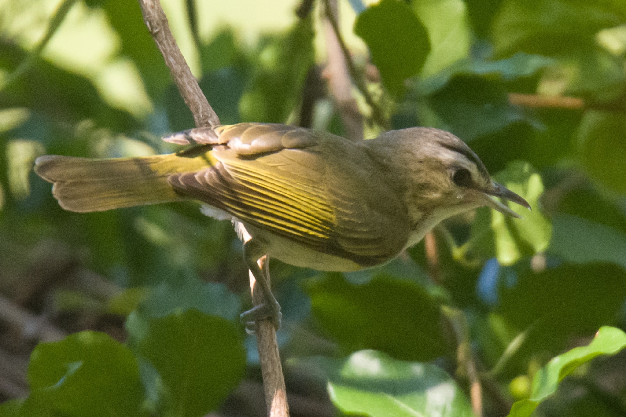 Red-eyed Vireo (Vireo olivaceus), photo 4