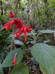 Salvia libanensis