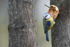 Cyanistes caeruleus