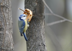 Cyanistes caeruleus