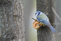 Cyanistes caeruleus
