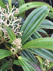 Miconia robinsoniana