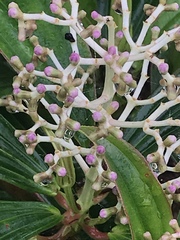 Miconia robinsoniana