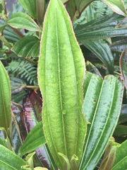 Miconia robinsoniana