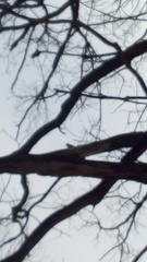 Dendrocopos major